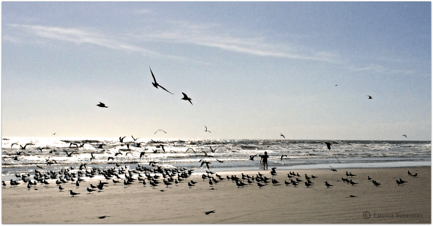 Seagulls flying over beach