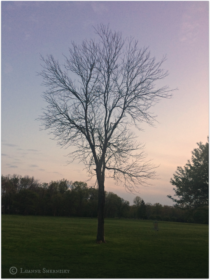 Silhouette of tree