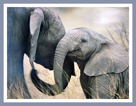 Baby Elephant nuzzling its mother