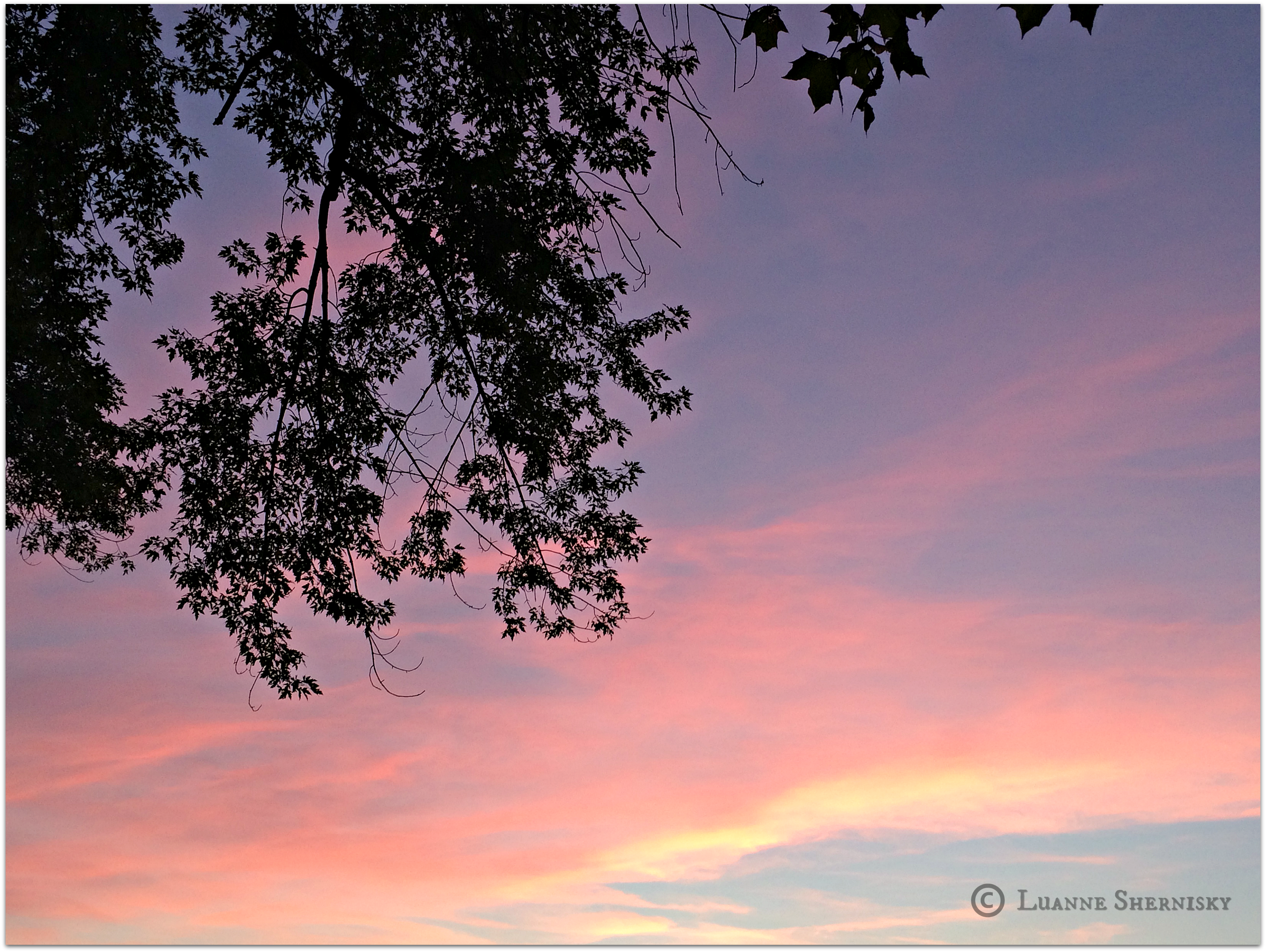 Sunset with silhouette of tree branches in foreground