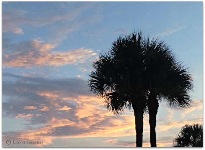 Silhouette of palm trees against the sunset