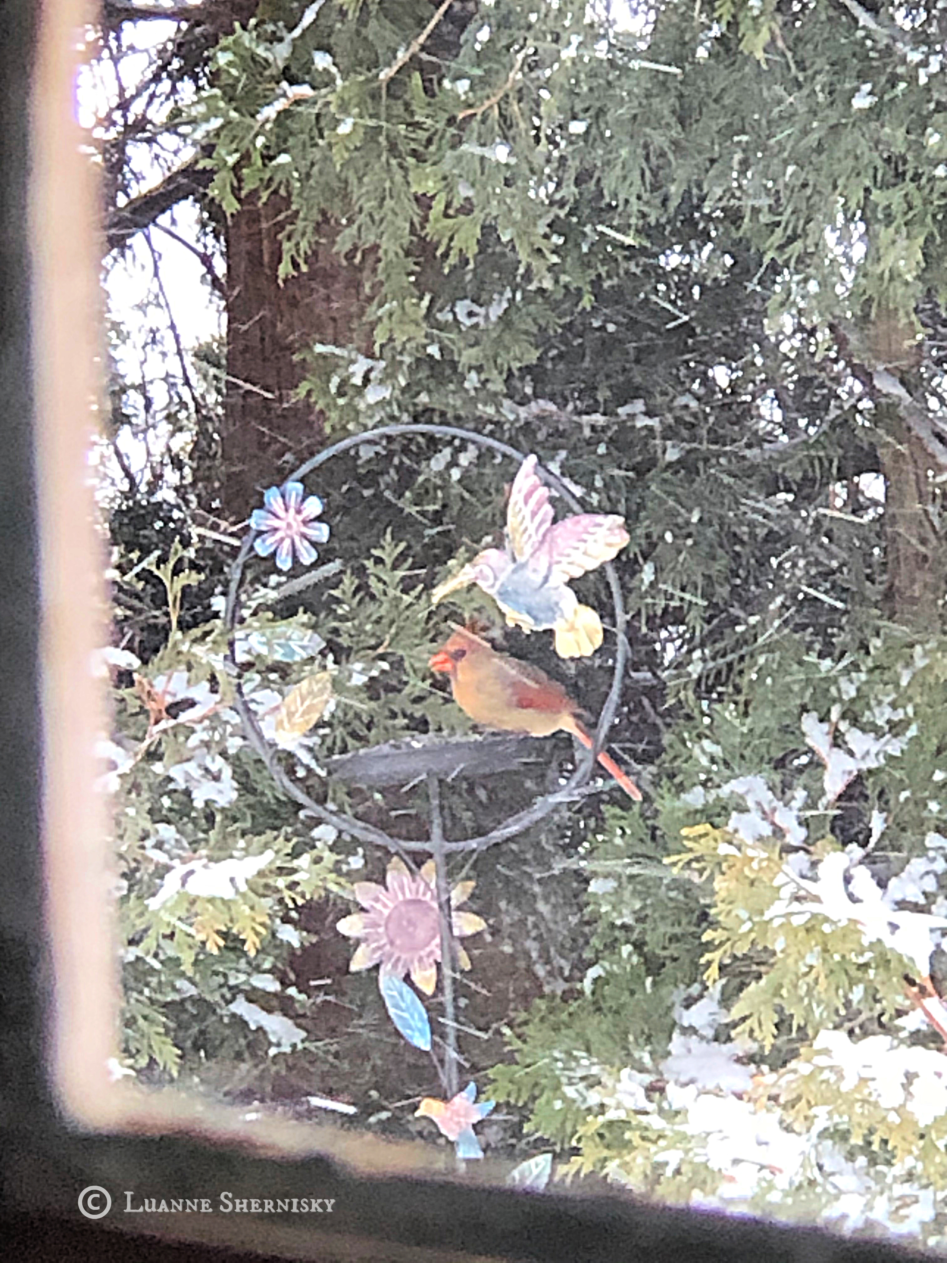 Cardinal on bird feeder in winter