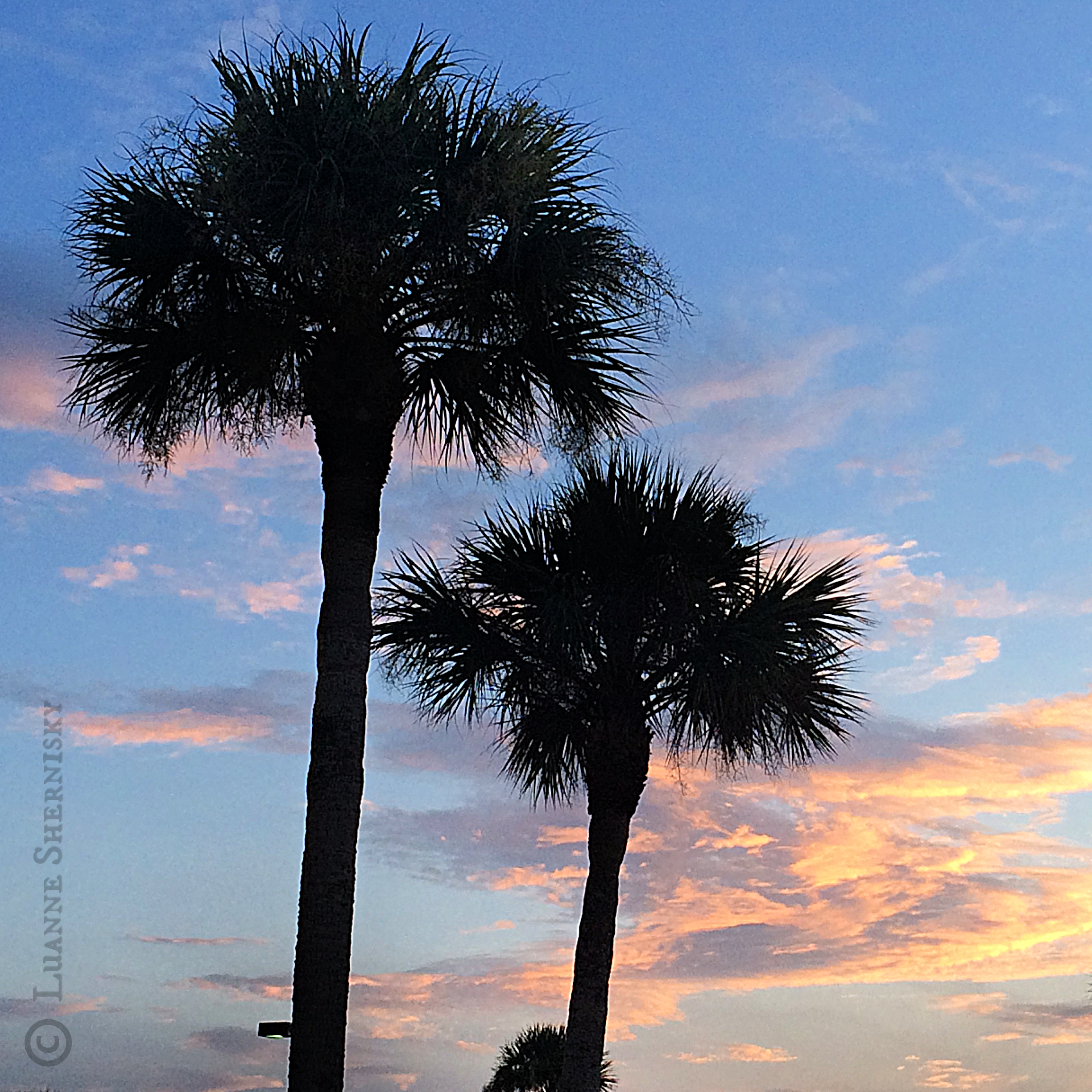 Silhouette of two palm trees against the sunset