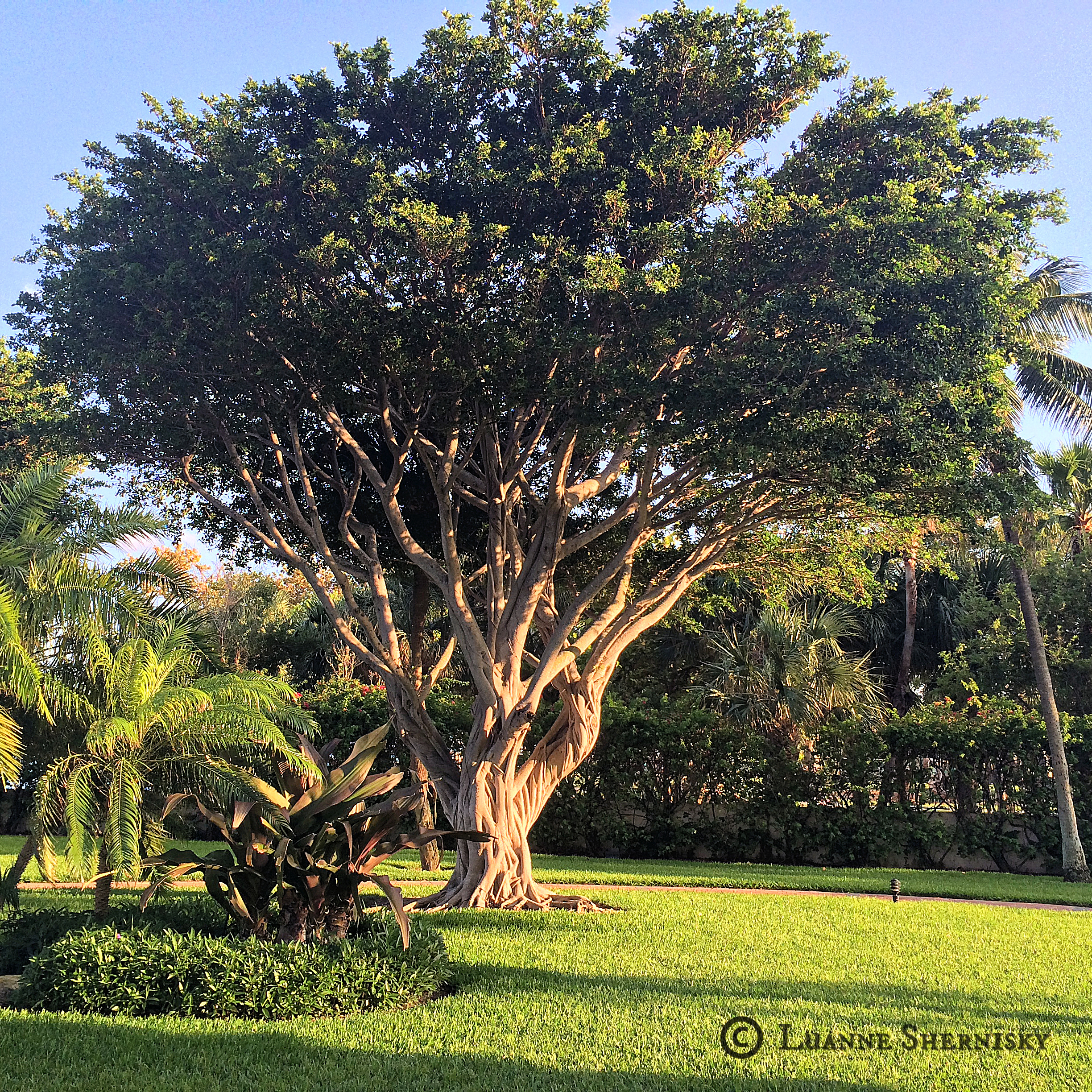 The Square Challenge | Banyan Tree | Following Seas